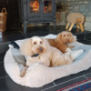 Dog friendly Holidays, Basel Cottage, Dog Friendly, Warm and Cosy, Llandovery, Holiday Cottage, Award-winning,