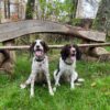 Dog friendly Holidays, Basel Cottage, Dog Friendly, Warm and Cosy, Llandovery, Holiday Cottage, Award-winning,