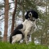 Dog friendly Holidays, Basel Cottage, Dog Friendly, Warm and Cosy, Llandovery, Holiday Cottage, Award-winning, Dogs stay free,