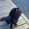 Dog friendly Holidays, Basel Cottage, Dog Friendly, Warm and Cosy, Llandovery, Holiday Cottage, Award-winning, Dogs stay free,