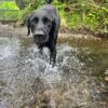 Dog friendly Holidays, Basel Cottage, Dog Friendly, Warm and Cosy, Llandovery, Holiday Cottage, Award-winning, Dogs stay free,