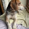 Dog friendly Holidays, Basel Cottage, Dog Friendly, Warm and Cosy, Llandovery, Holiday Cottage, Award-winning, Dogs stay free,