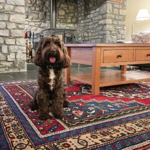 Ruby the Chocolate Cockapoo, Press Visit, Dog friendly Holidays, Basel Cottage, Dog Friendly, Warm and Cosy, Llandovery, Holiday Cottage, Award-winning,