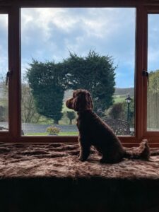 Ruby the Chocolate Cockapoo, Press Visit, Dog friendly Holidays, Basel Cottage, Dog Friendly, Warm and Cosy, Llandovery, Holiday Cottage, Award-winning,