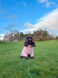 Ruby the Chocolate Cockapoo, Discover Carmarthenshire, Press Visit, Dog friendly Holidays, Basel Cottage, Dog Friendly, Warm and Cosy, Llandovery, Holiday Cottage, Award-winning,