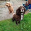 Dog friendly Holidays, Basel Cottage, Dog Friendly, Warm and Cosy, Llandovery, Holiday Cottage, Award-winning, Dogs stay free,