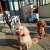 Dog friendly Holidays, Basel Cottage, Dog Friendly, Warm and Cosy, Llandovery, Holiday Cottage, Award-winning, Dogs stay free,