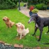 Dog friendly Holidays, Basel Cottage, Dog Friendly, Warm and Cosy, Llandovery, Holiday Cottage, Award-winning, Dogs stay free,